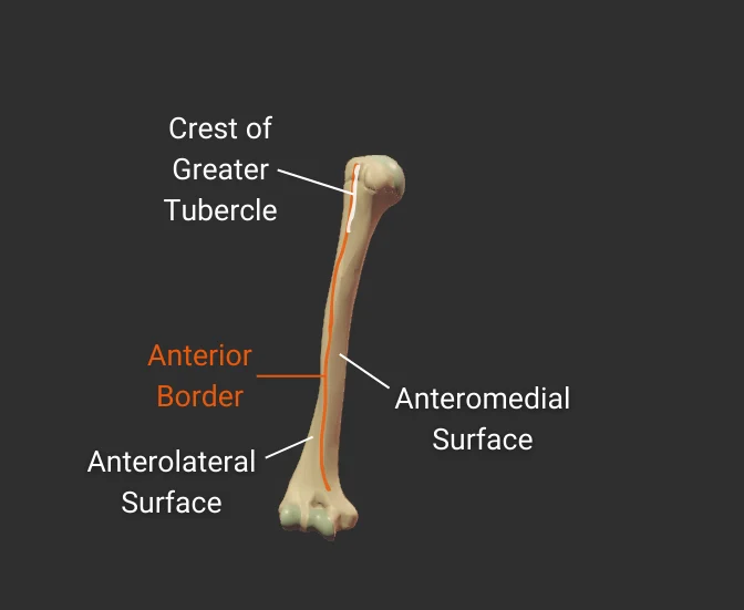 Borders - anterior - isolated